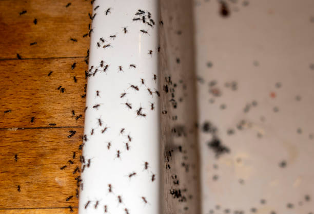 Best Emergency Pest Control  in Ballston Spa, NY