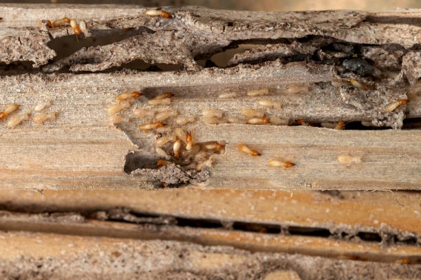 Best Cockroach Control Services  in Ballston Spa, NY